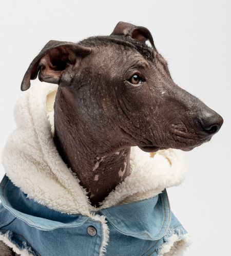 Justin - Denim Dog Jacket
