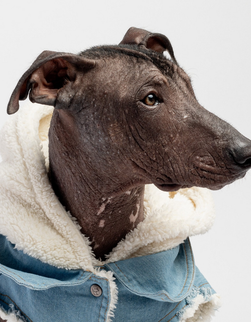 Load image into Gallery viewer, Justin - Denim Dog Jacket
